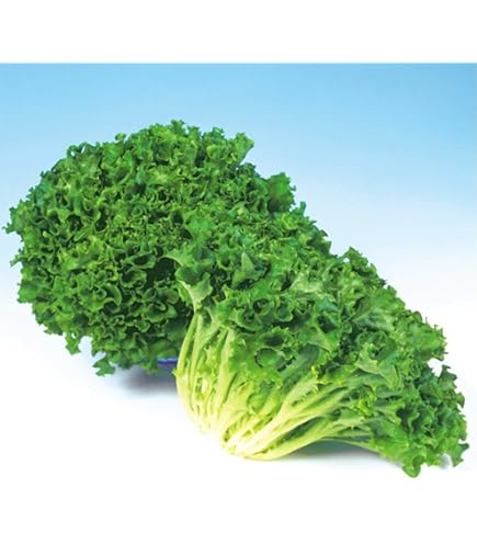 Amazon.co.jp: 宝種苗 レタス ニューれたす菜のタネ : DIY・工具